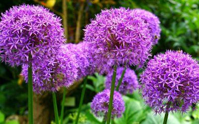 New page launched – Life with CAH